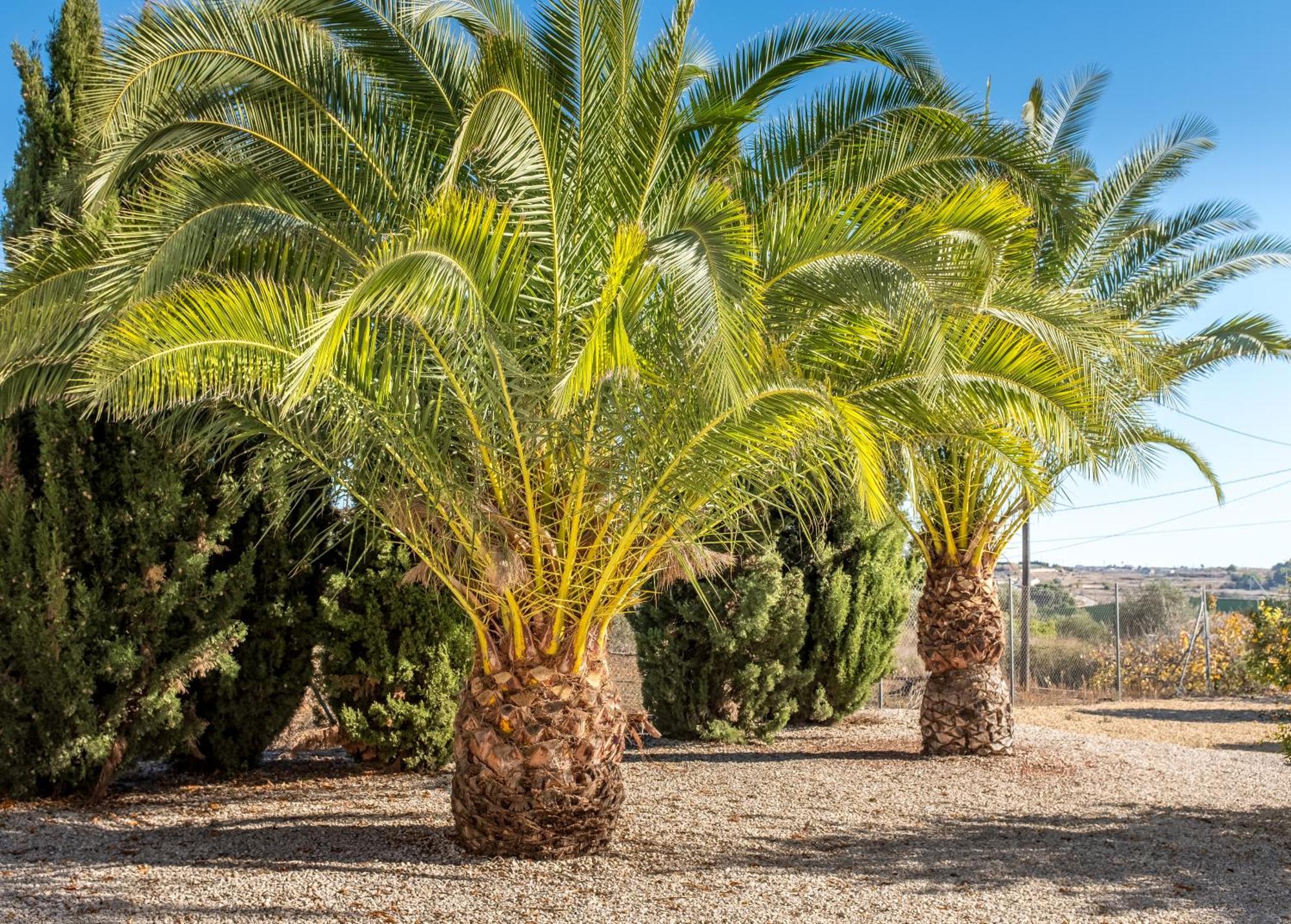 Finca De La Pansa Benissa Exteriér fotografie